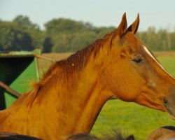 broodmare Naltysse de Sainte Hermelle (Belgium Sporthorse, 1997, from Billy du Lys)