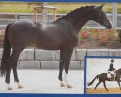 stallion Dein Erbe (Trakehner, 2019, from Hirtentanz 2)