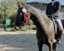 dressage horse Rheingold's Little Rock L (Little German Riding Horse, 2017, from Rheingold)