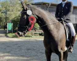 Dressurpferd Rheingold's Little Rock L (Kleines deutsches Reitpferd, 2017, von Rheingold)