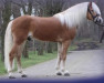 Deckhengst liz.481/T Wulkan (Haflinger, 2011, von Walzertraum)