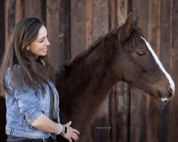 jumper GEMs Querido (Bavarian, 2022, from Quabri de l'Isle)