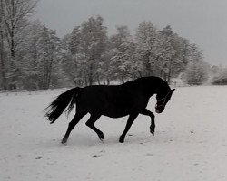 broodmare Dondolina (Hanoverian, 2010, from Danone II)