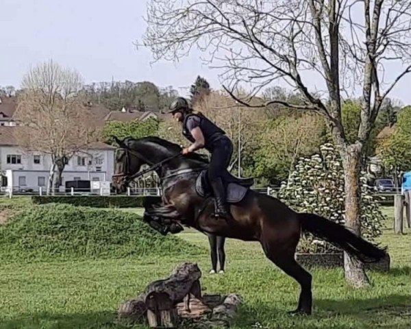 jumper Crazy Corrianna Rs (German Sport Horse, 2016, from Corrinaro)