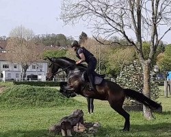 Springpferd Crazy Corrianna Rs (Deutsches Sportpferd, 2016, von Corrinaro)