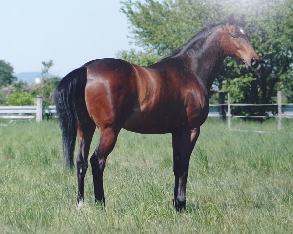 Pferd Malik 11 (Trakehner, 1995, von Panchero AA)