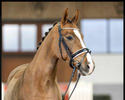 dressage horse Beauty Bellé (Westphalian, 2019, from Callaho's Benicio)