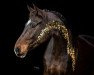 dressage horse Quintero du Soleil (Oldenburg, 2014, from Quateron)