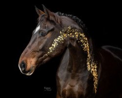 dressage horse Quintero du Soleil (Oldenburg, 2014, from Quateron)