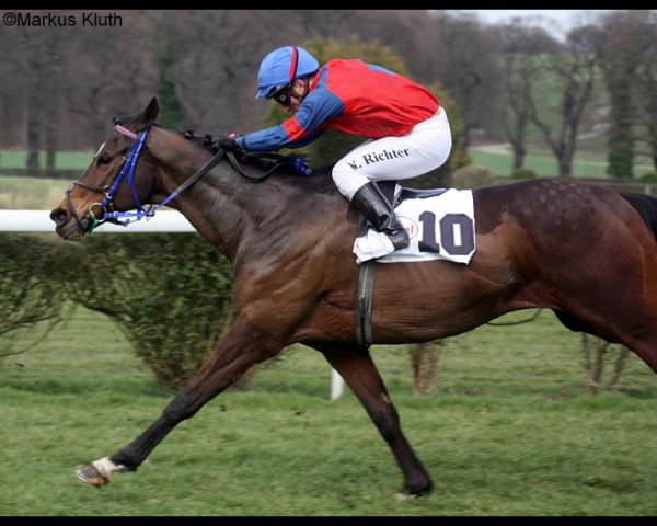 horse Braendon (Thoroughbred, 2005, from Mutaman xx)