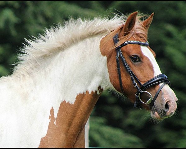 broodmare Tika (German Riding Pony, 2005)