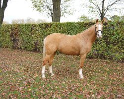 broodmare FS Mia (German Riding Pony, 2013, from FS Mr. Right)