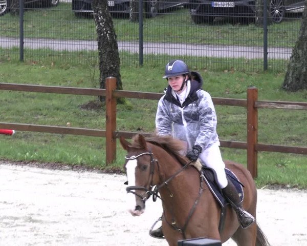 Reitturnier Westergellersen 2023