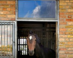 dressage horse Gianni K (Westphalian, 2016, from Goldberg)