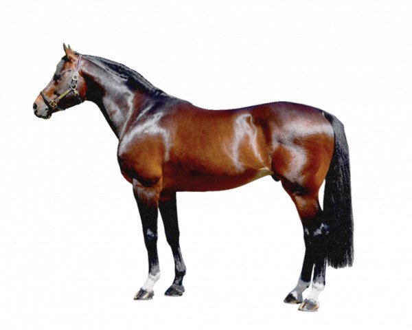 stallion Cristar (Holsteiner, 2006, from Cristo)