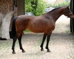 Zuchtstute My Girl III (Holsteiner, 1997, von La Zarras 119 FIN)