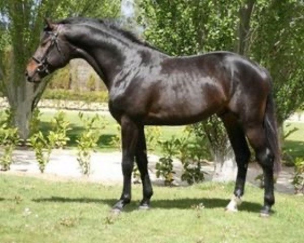 stallion Guintero C (Belgian Warmblood, 2006, from Quintero)