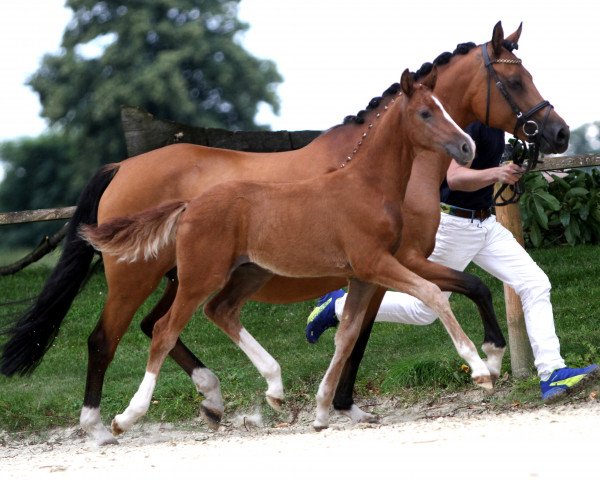 broodmare Chocolat de Luxe (German Riding Pony, 2004, from FS Champion de Luxe)
