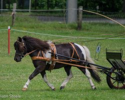 Zuchtstute Sunday Morning von Kessen (Shetland Pony, 2013, von Vesuv)