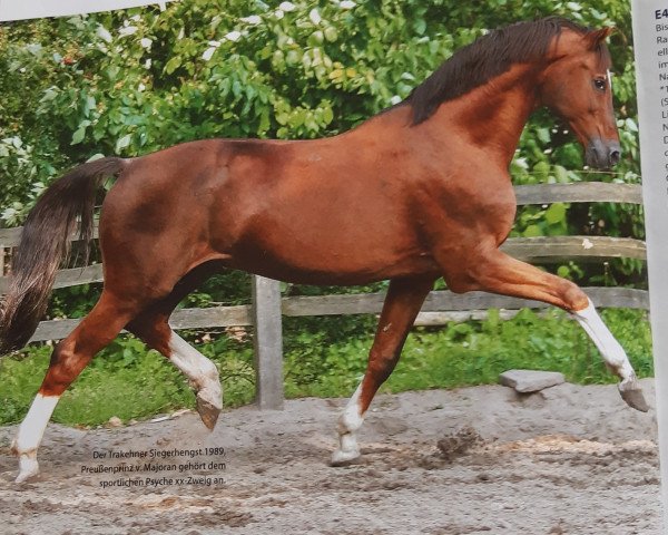 stallion Preussenprinz (Trakehner, 1987, from Majoran)