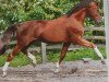stallion Preussenprinz (Trakehner, 1987, from Majoran)