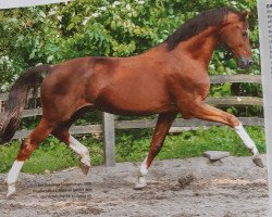 stallion Preussenprinz (Trakehner, 1987, from Majoran)