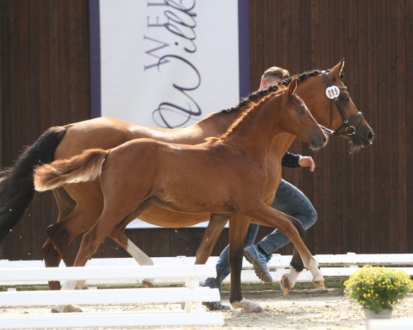 dressage horse Number Five G (German Riding Pony, 2021, from Fs Numero Uno)