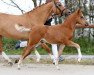 dressage horse Carneval G (German Riding Pony, 2021, from DSP Cosmo Royale)