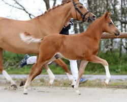 Dressurpferd Carneval G (Deutsches Reitpony, 2021, von DSP Cosmo Royale)