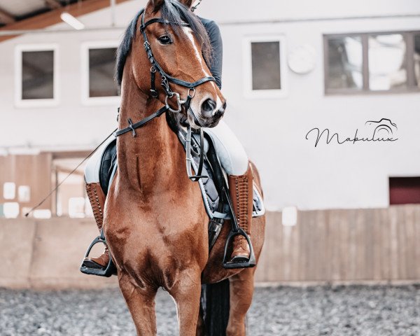 dressage horse Bam Bam (German Riding Pony, 2016, from Bon Jovi)