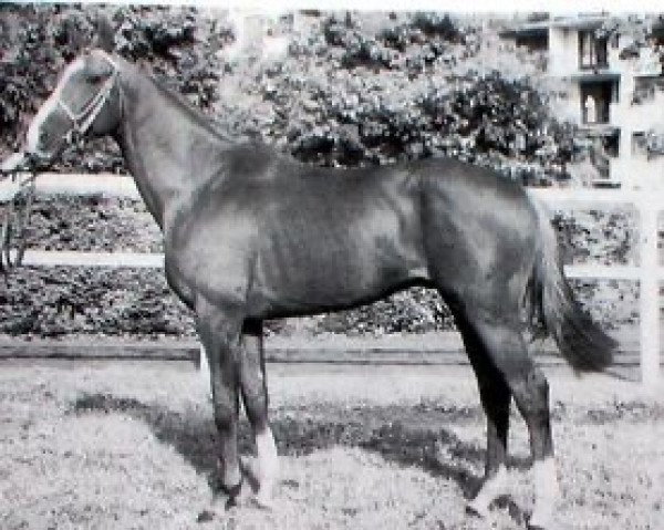 stallion Jolie Mars AA (Anglo-Arabs, 1984, from Valiant Heart xx)