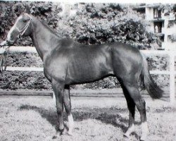 stallion Jolie Mars AA (Anglo-Arabs, 1984, from Valiant Heart xx)