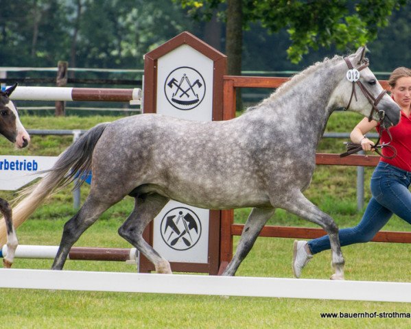 Zuchtstute Vaiana (Deutsches Reitpony, 2017, von Valerius)