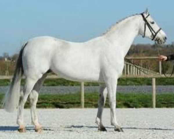 stallion Malito de Reve (Selle Français, 2000, from Cumano)