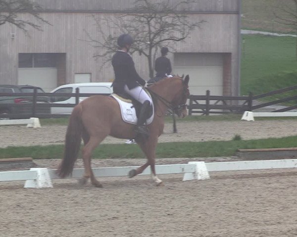 Reitturnier Balve-Wocklum 2023