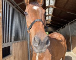 jumper Hancza 3 (Polnisches Warmblut, 2012, from Audytor)