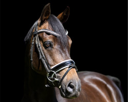 Pferd Oranjehof‘s Willem (Deutsches Reitpony, 2013, von Orchard Wildeman)