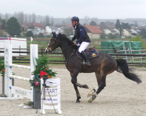 Reitturnier Worms-Pfeddersheim / Reitsportanlage Wittemer 2023
