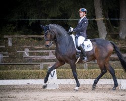 stallion F³rst Weedern (Hanoverian, 2010, from Fürst Nymphenburg)