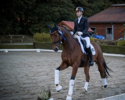 dressage horse San Million 2 (Oldenburg, 2017, from San Amour I)