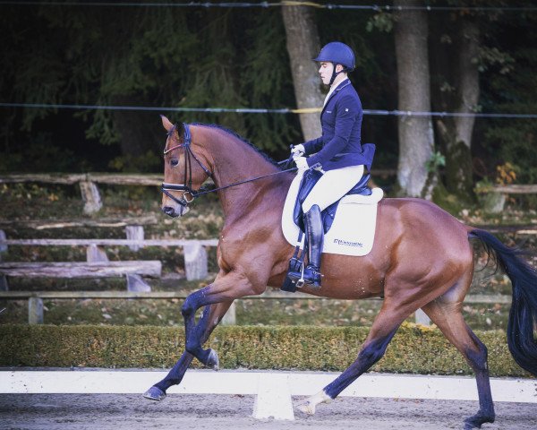 dressage horse Quantum 28 (Hanoverian, 2018, from Quantensprung 3)