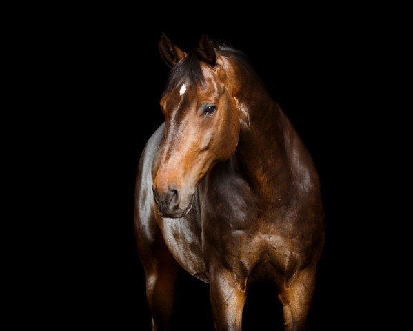 dressage horse Salinero 17 (Mecklenburg, 2006, from Sandro Cup)