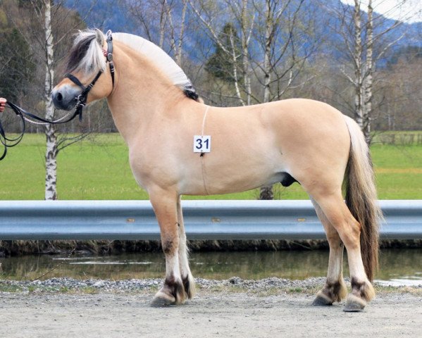 stallion Myklemann N-00-2653 (Fjord Horse, 2000, from Kim Hero 8 F)