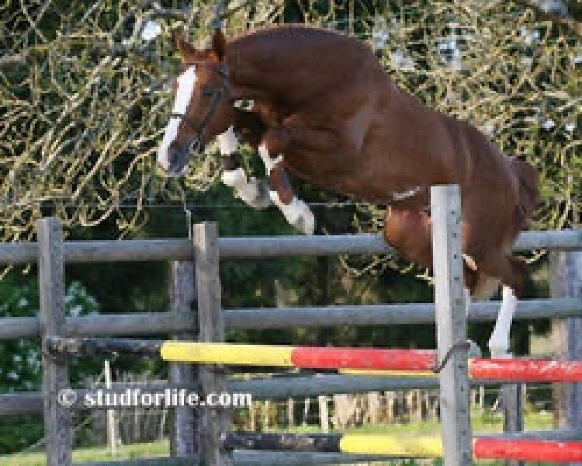 stallion Albatros du Pachis (Belgium Sporthorse, 2006, from Querlybet Hero)