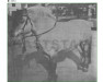 stallion Hodnin N.1517 (Fjord Horse, 1951, from Kvitfaks N.1391)