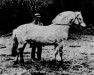 stallion Noralv N.897 (Fjord Horse, 1929, from Diktator N.833)