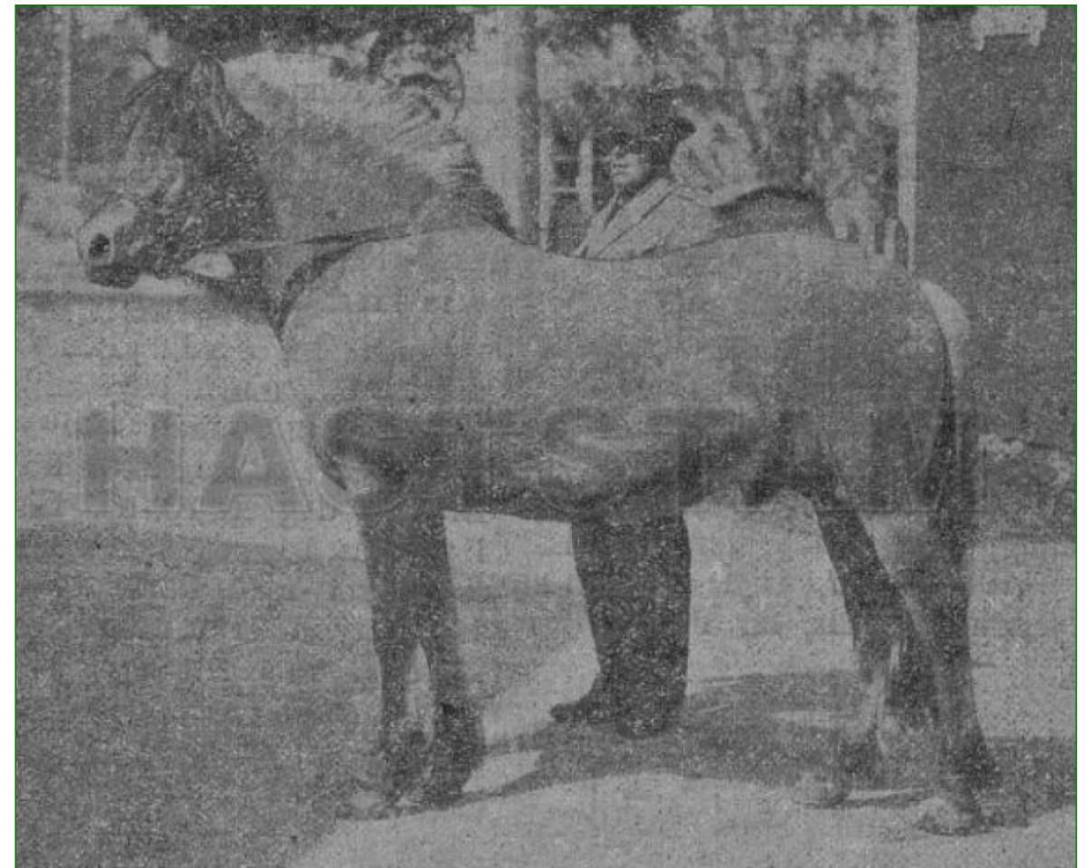 stallion Diktator N.833 (Fjord Horse, 1925, from Frimann N.736)