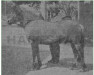 stallion Diktator N.833 (Fjord Horse, 1925, from Frimann N.736)