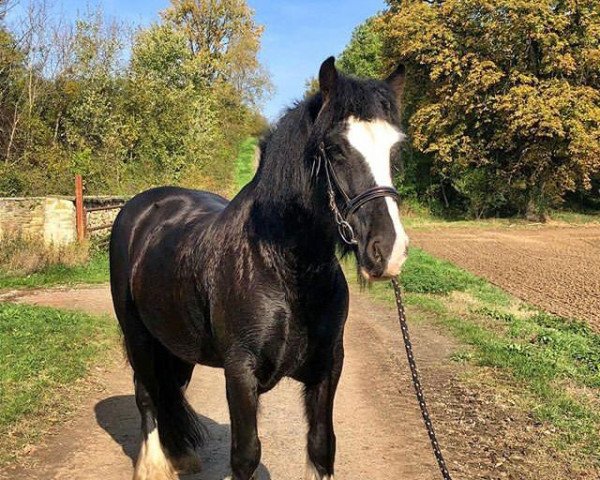 jumper Nella (Tinker / Irish Cob / Gypsy Vanner,  )