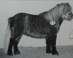 horse Kyndill van Odoorn (Shetland pony (under 87 cm), 1995, from Birling Snow Knight)